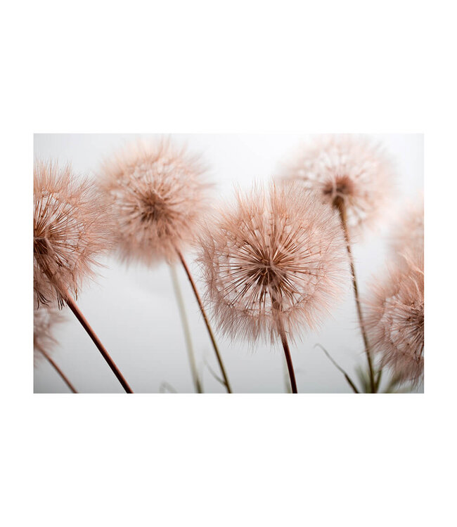 Akustikbild "Summer plant" - in einem eleganten Aluminiumrahmen