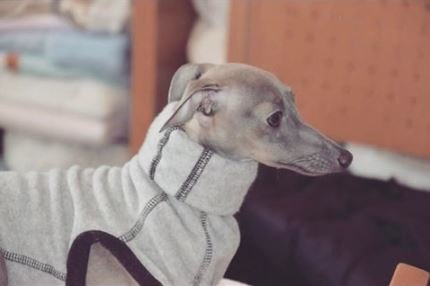 Trendy4Paws Trendy4Paws - fleece sweater windhond
