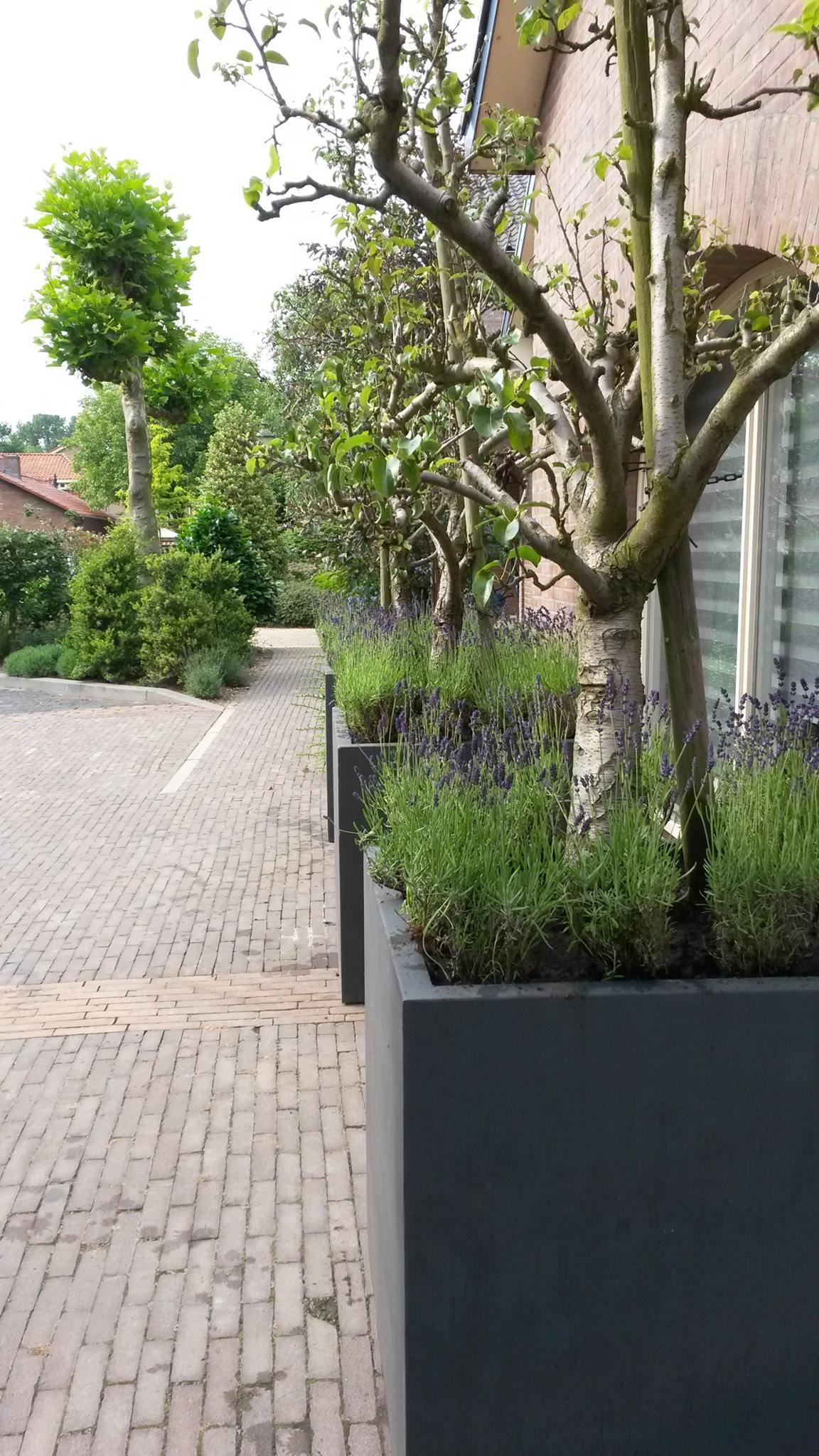 Vierkante zwarte plantenbak groot