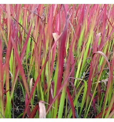 Japans bloedgras (Imperata cylindrica 'Red Baron')