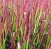 Japans bloedgras (Imperata cylindrica 'Red Baron')