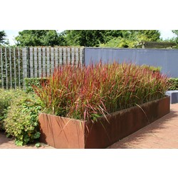 Japans bloedgras (Imperata cylindrica 'Red Baron')