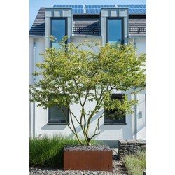 Plantenbak Cortenstaal 140x140x40 cm