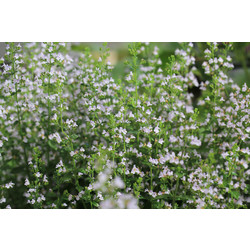 Calamintha nepeta