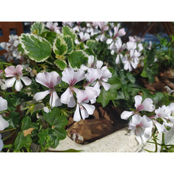 Geranium cantabrigiense 'Biokovo'