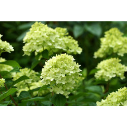 Hydrangea paniculata 'Little Lime'