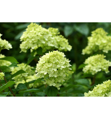 Hydrangea paniculata 'Little Lime' (Pluimhortensia)