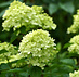 Hydrangea paniculata 'Little Lime' (Pluimhortensia)