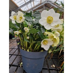 Helleborus orientalis