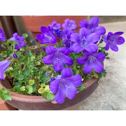 Campanula portenschlagiana
