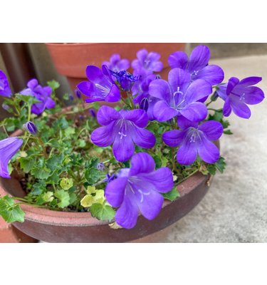 Campanula portenschlagiana (Klokjesbloem)