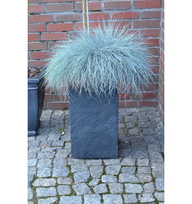 Zwenkgras (Festuca glauca 'Elijah Blue')