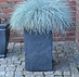 Zwenkgras (Festuca glauca 'Elijah Blue')