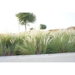 Lampenpoetsersgras (Pennisetum al 'Hameln')