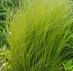 Vedergras (Stipa 'Ponytails')