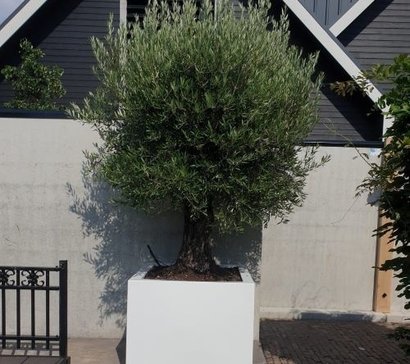 kralen Kip fysiek Grote plantenbak met olijfboom - Plantenbakkenenzo.nl