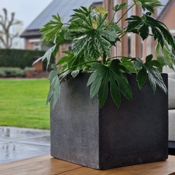 Cube M 50x50x50 cm Anthracite