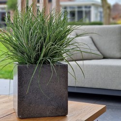 Cube XS 30x30x30 cm Anthracite