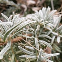 Hoe bescherm je planten in een plantenbak tegen vorst? 7 handige tips