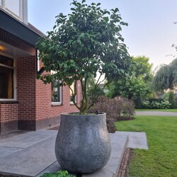 Ash XL 87x80 cm Anthracite