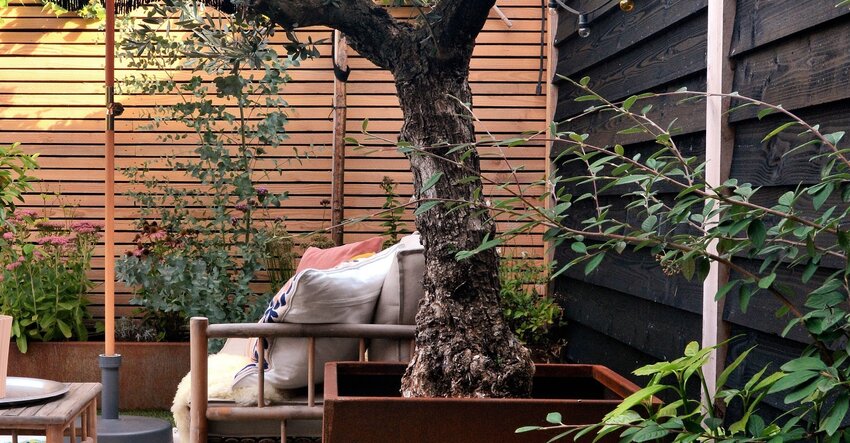 Leer hoe je een olijfboom eenvoudig kunt ompoten