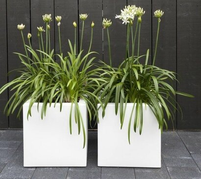 Witte plantenbakken: dé trend van 2026 voor je tuin of balkon!