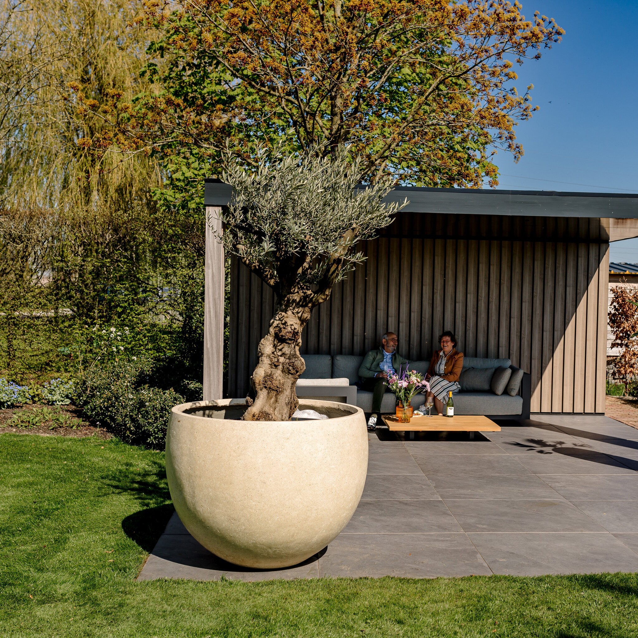 Grote ronde plantenbak met olijfboom