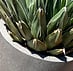 Grigio New Egg Pot 65x54 cm