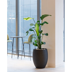 Grigio Tall Balloon 74 cm - Anthracite