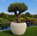 Ronde plantenbak Calix Ø 110 cm, hoogte 82 cm kleur  "White Asparagus"