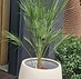 Europese dwergpalm (Chamaerops Humilis)