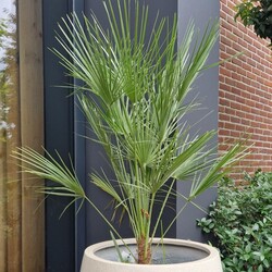 Europese dwergpalm (Chamaerops Humilis)