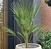 Europese dwergpalm (Chamaerops Humilis)