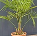 Henneppalm (Trachycarpus Fortunei)