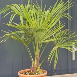 Henneppalm (Trachycarpus Fortunei)