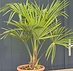Henneppalm (Trachycarpus Fortunei)