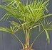 Henneppalm (Trachycarpus Fortunei)