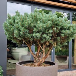 Pinus Sylvestris 125-150 cm