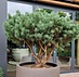 Pinus Sylvestris 125-150 cm Meerstammig
