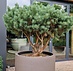 Pinus Sylvestris 125-150 cm Meerstammig