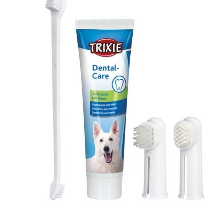 Tandenpoetsen hond en alles wat u hierover moet weten!