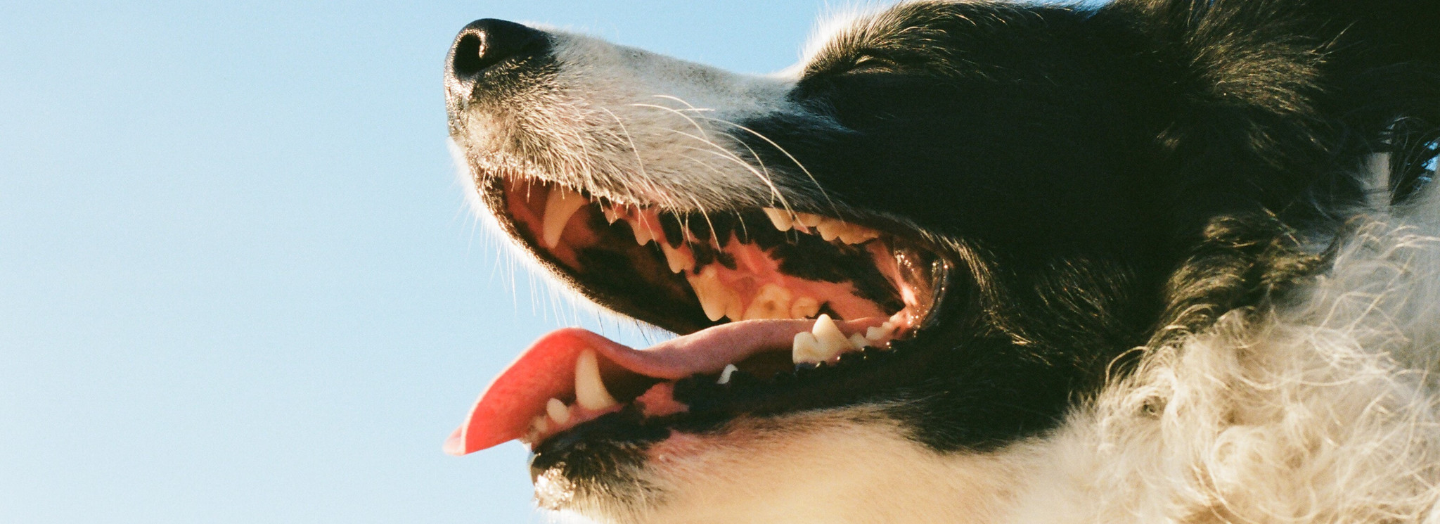 Alles over het gebit van honden