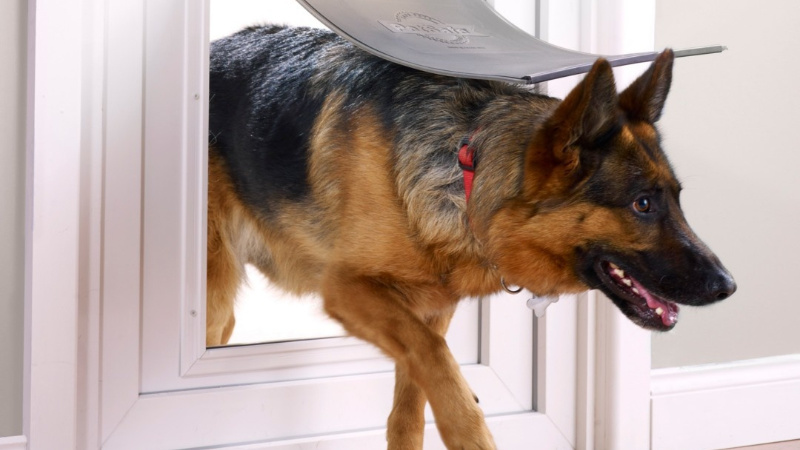 Welk groot hondenluik u het beste kunt kopen