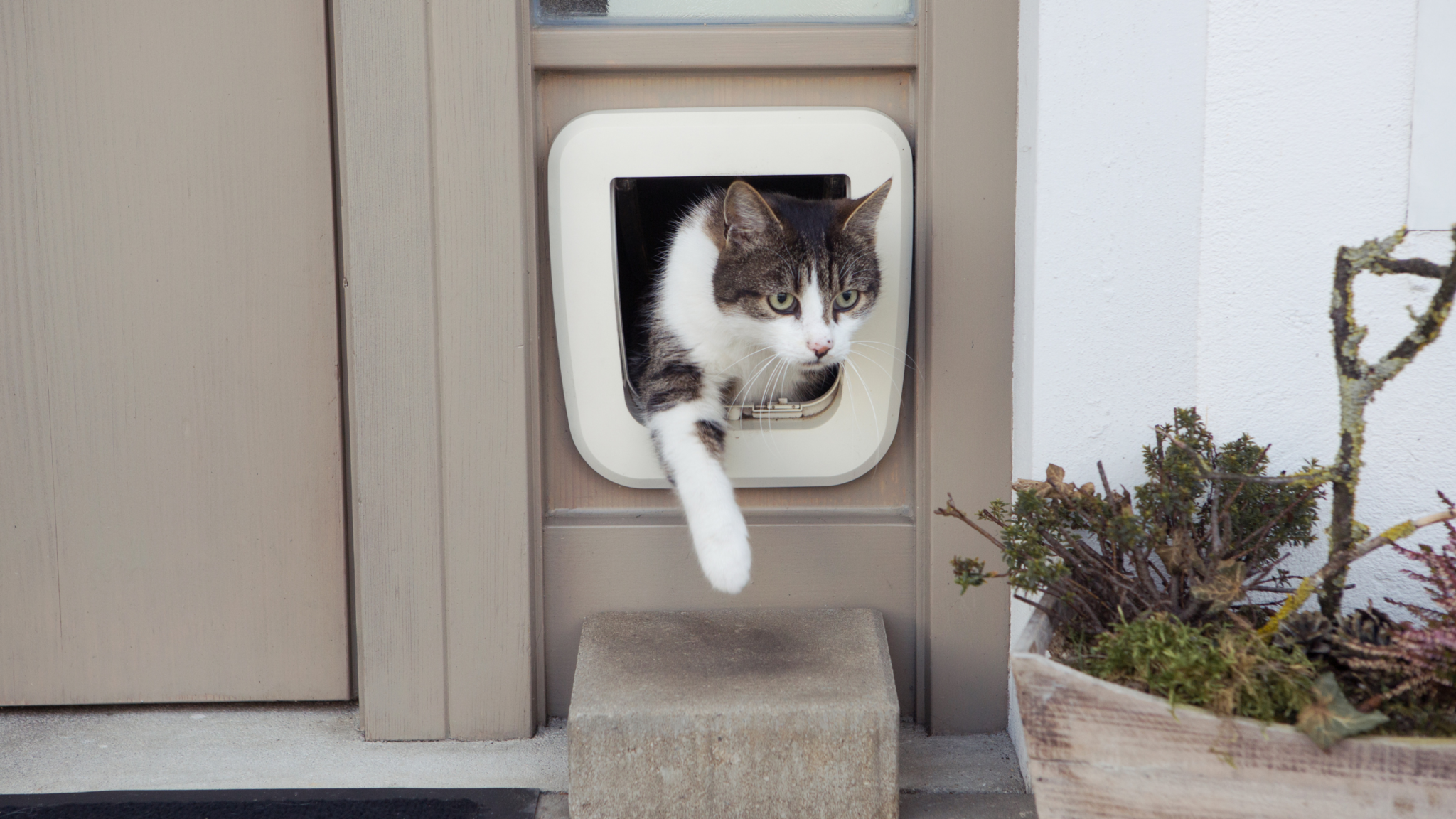 twintig tij conjunctie Het plaatsen van een kattenluik - Kattenluiken.nl | Kattenluiken.nl