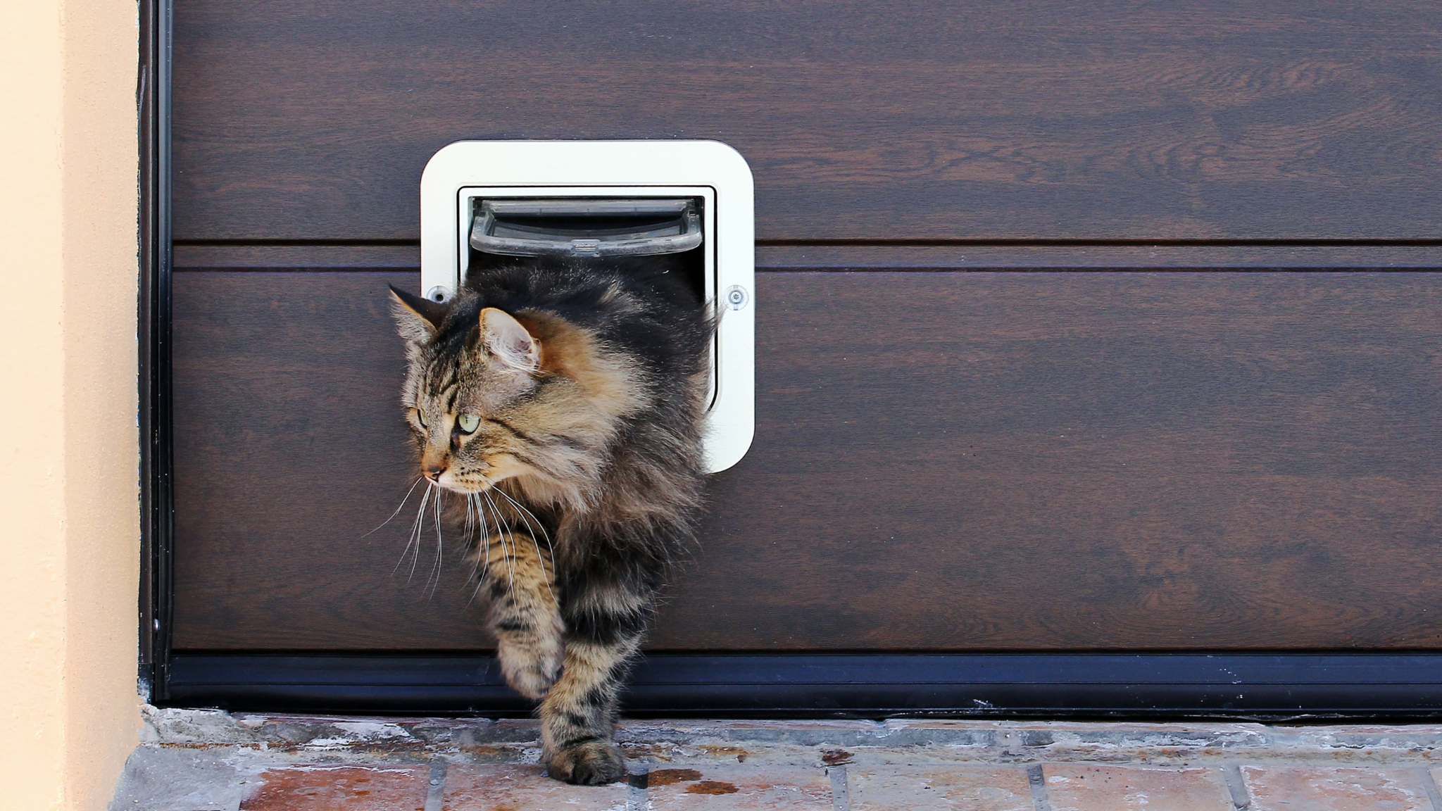 Middag eten Prijs Kinderachtig Het plaatsen van een kattenluik - Kattenluiken.nl | Kattenluiken.nl