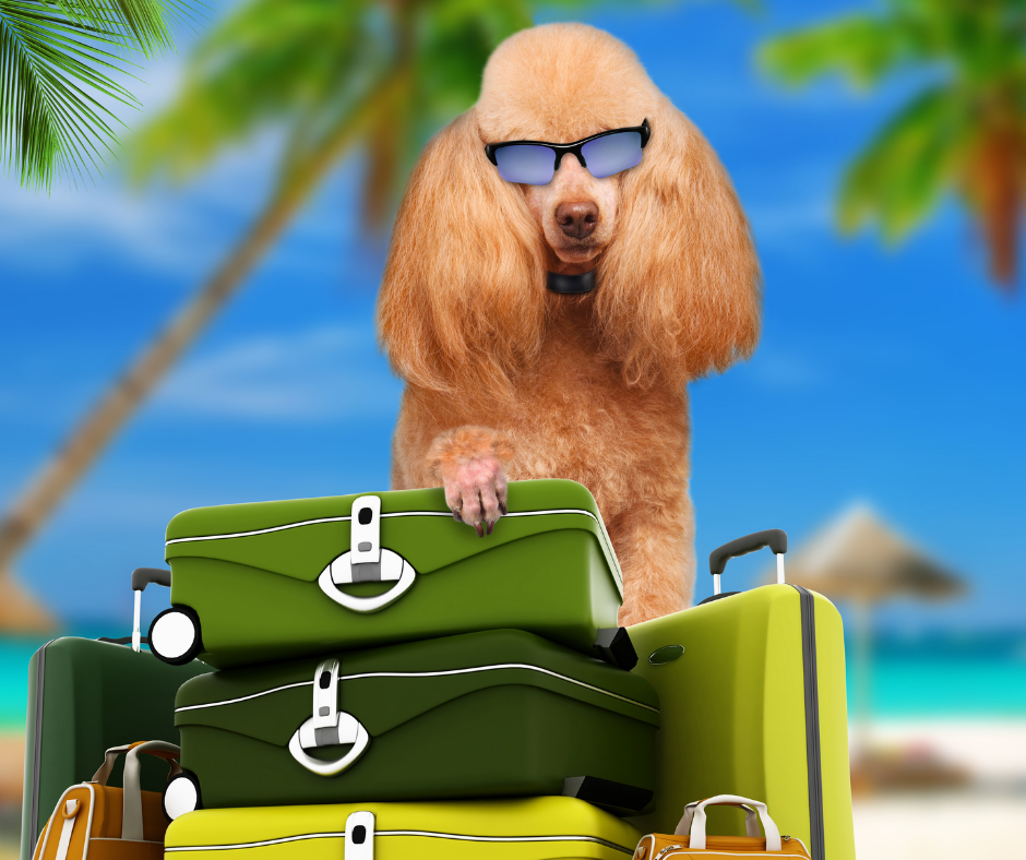 Hoe maak je reizen met je hond gemakkelijker?