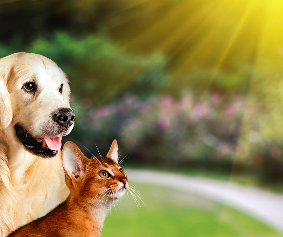 Hoe ga je oververhitting bij je hond en kat tegen?