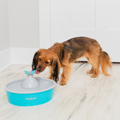 PetSafe Drinkwell Butterfly Pet Fountain