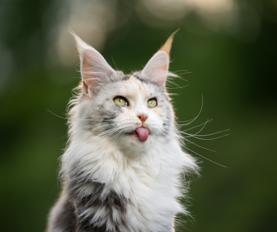 Hoe groot moet een kattenluik zijn