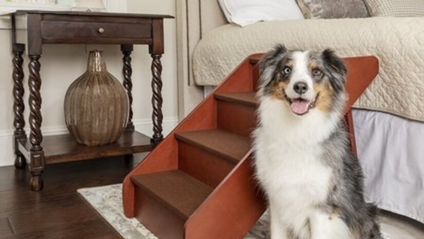 De beste hondentrappen